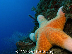 Starfish by Volker Katzung 